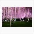 夜を彩る✨✨藤の花