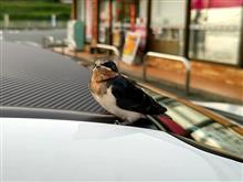 つばめが離れてくれないのです