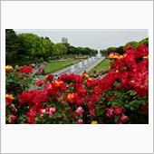 須磨離宮公園の薔薇🌹