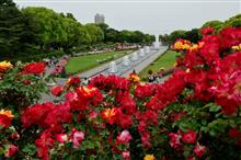須磨離宮公園の薔薇🌹