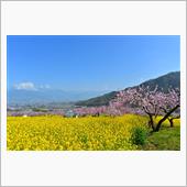 満開の桜と桃の花　2025. ...