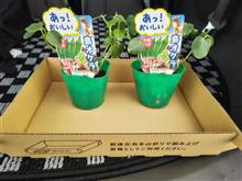 オクラ植え替え