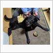 祝　12歳　我家の箱入り爺さん犬　