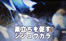 巣立ちを促すシジュウカラ 