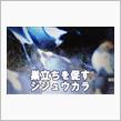 巣立ちを促すシジュウカラの画像