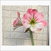 アマリリスの花