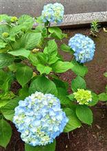 紫陽花が咲きはじめました〜♪