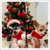 愛犬が虹の橋を渡りました