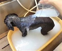 ワンコのネル嬢トリミングしました♪