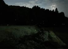 蛍の季節
