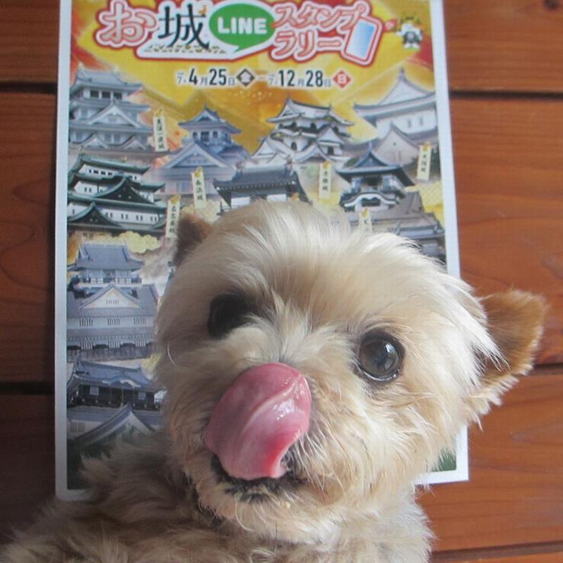 0530 生きていた茶トラにゃんこ