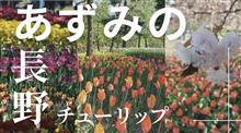 どこみてもチューリップ　