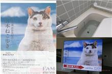 日本ねこ歩き