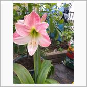 アマリリス（鉢植え）咲きまし ...