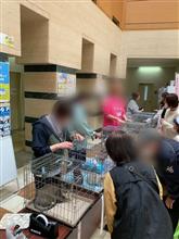 保護ネコ譲渡会への参加