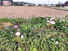 弦物の片付けなど・・・。