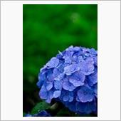 雨の日の花嫁☆李木蘭