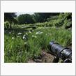 ふぉとれぽ～と　花菖蒲　6/1の画像