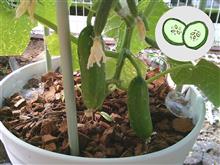 〈きょうの収穫〉miniキュウリ🥒