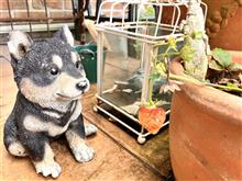 庭の草木や果実たち