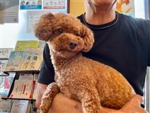 ラン子🐶､､､日帰り手術に😥