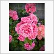 咲き誇る薔薇と、木曜日の朝