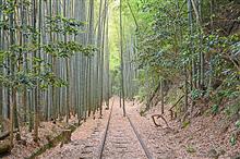 竹やぶの中に