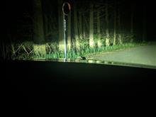 カエルが降ってきた