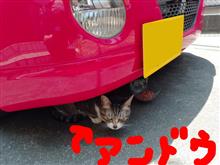 アンドウさん（野良猫弐号）登場！