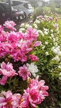 備忘録〜花ごよみ