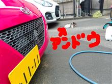 アンドウさん（野良猫弐号）！