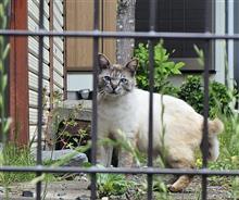 養老温泉、大多喜で出会ったネコたち 