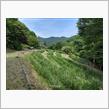 ふぉとれぽ～と　花しょうぶ園　6/7の画像