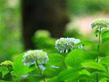紫陽花