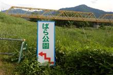 バラを見に行ってきました バラを見に行ってきました