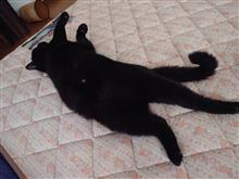 シャンゴ・シャンゴ・黒猫のシャンゴ♪