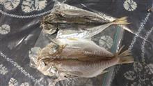 魚が開きに成って泳いで来ました