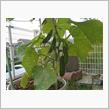 miniきゅうり　3回目の収穫🥒