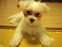 明日でお別れです。。。（＞△＜）