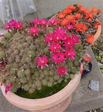 サボテンの花 サボテンの花