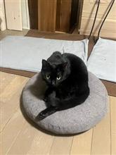 代車やけど代車チャウ