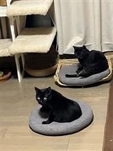 さらにヤク
