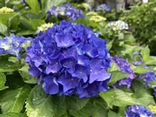 今年も紫陽花が咲きました(^^♪（2025年6月12日）