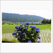 開成町の紫陽花