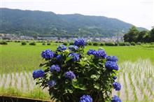開成町の紫陽花