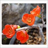 口は災いの元？　俺は花咲か爺 ...
