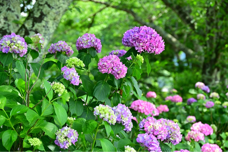 山紫陽花 