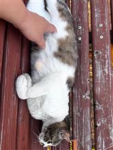 隙あらば　下腹部狙う　キモ親父