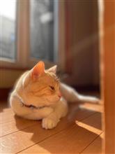 【R-2復活への道】近々に見に行く事になったぞ！そして我が家のぬこ、すばるの近況。。。