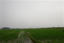 梅雨田
